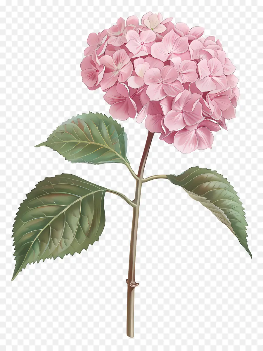 Rose Hortensia，Fleur D'horticulture Rose PNG