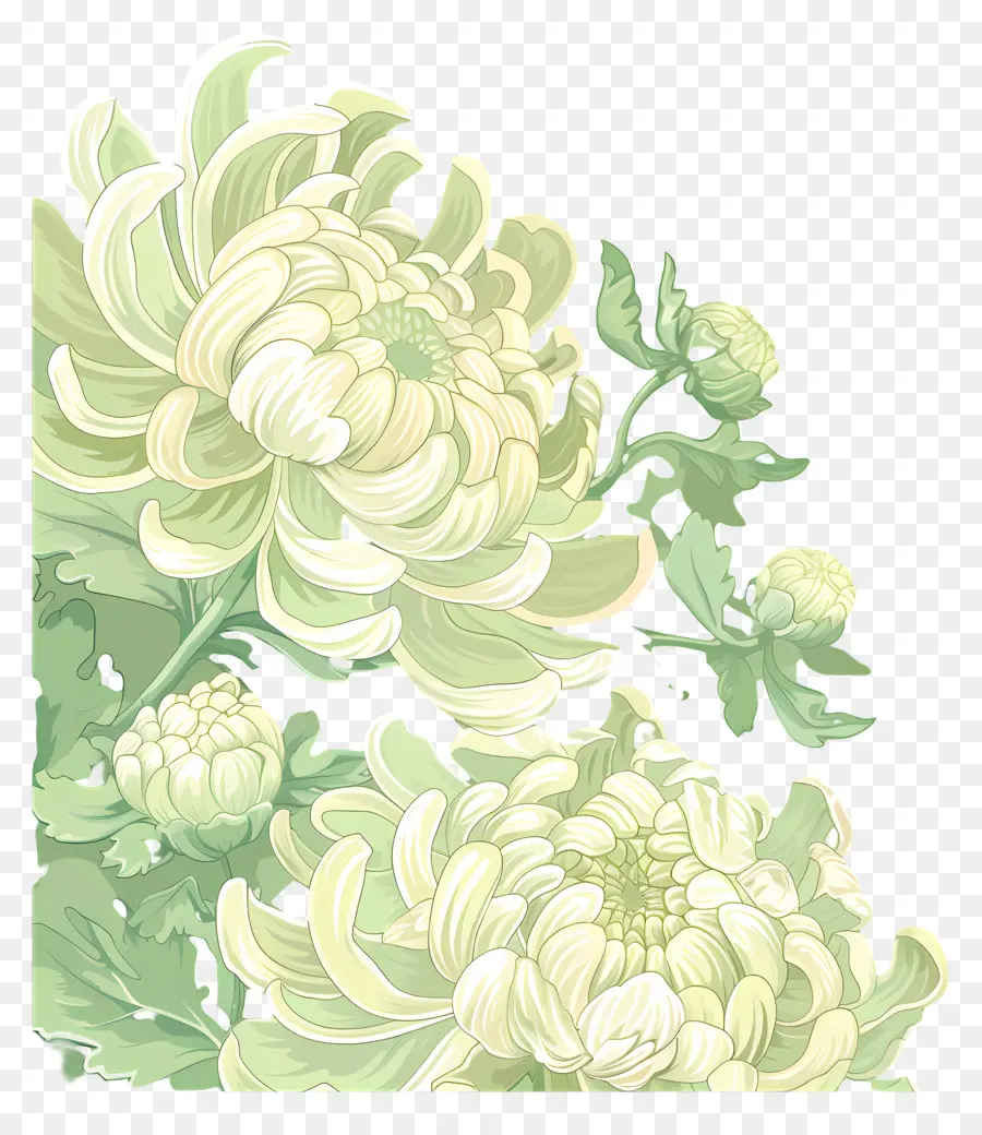 Les Chrysanthèmes，Chrysanthèmes Blancs PNG