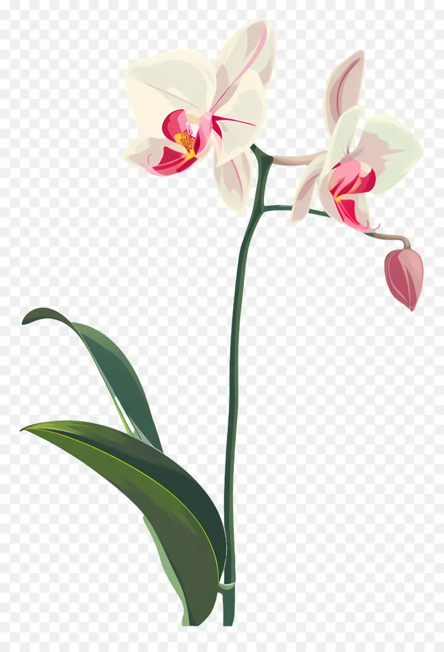 Les Orchidées，L'orchidée Blanche PNG