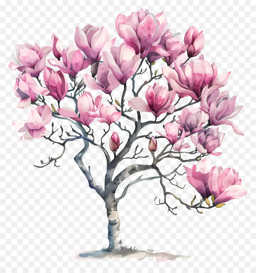 Arbre De Magnolia，Arbre à Fleurs Roses PNG
