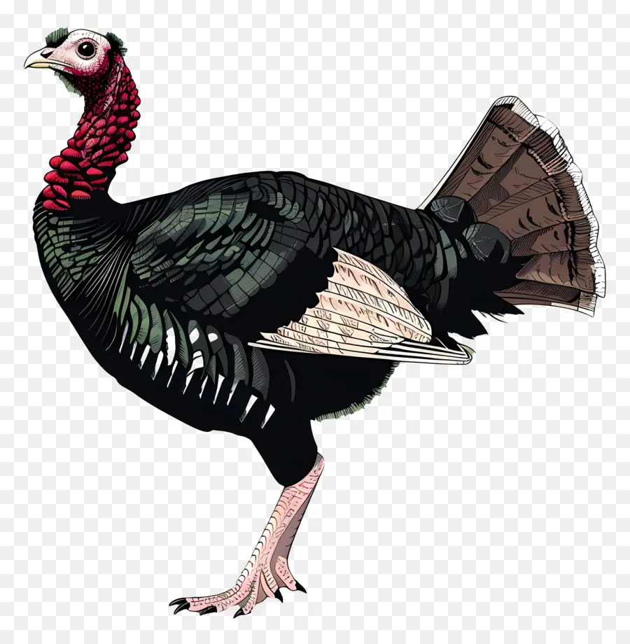 La Turquie，Noir Turquie PNG