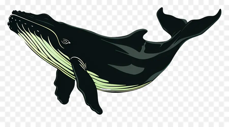 Baleine，Noir PNG