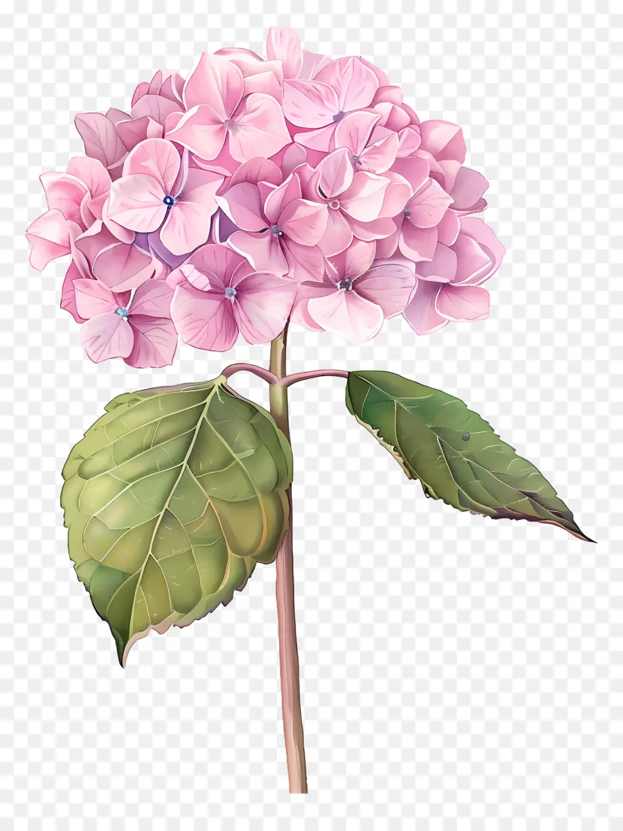 Rose Hortensia，Fleur D'hibiscus PNG