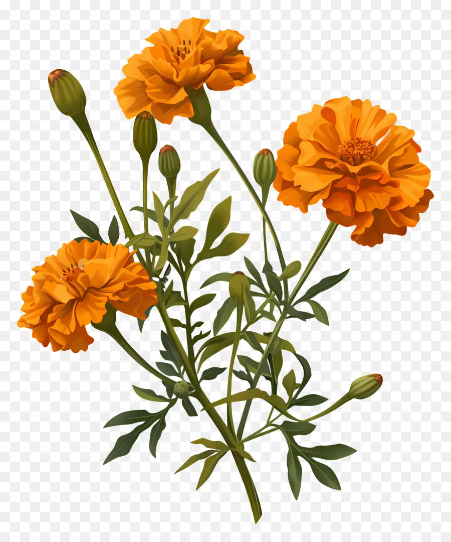 Soucis，Des Fleurs D'orange PNG
