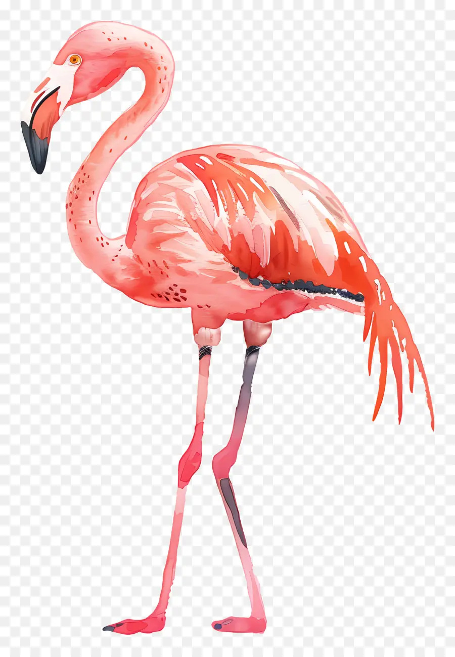 Flamingo，Flamant Rose PNG