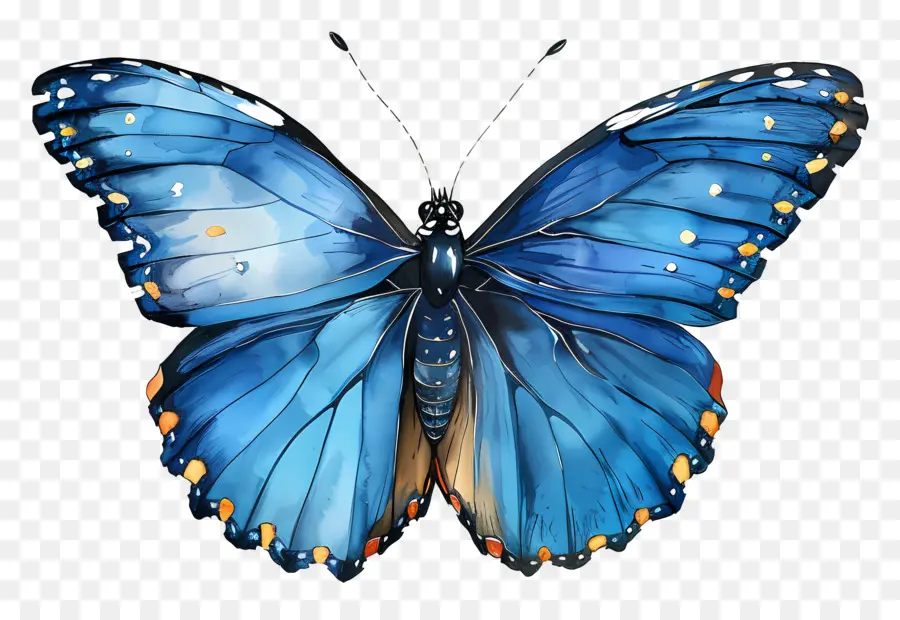 Papillon Bleu，Des Taches Noires PNG