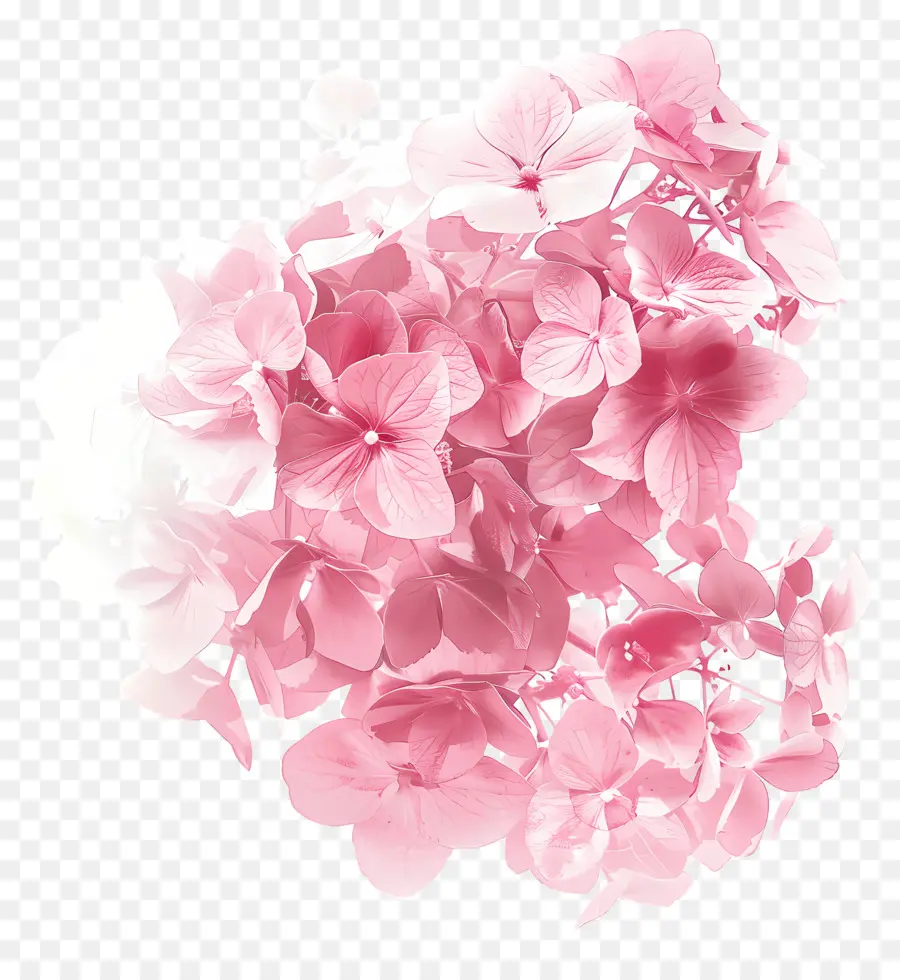 Rose Hortensia，Fleurs Roses Et Blanches PNG
