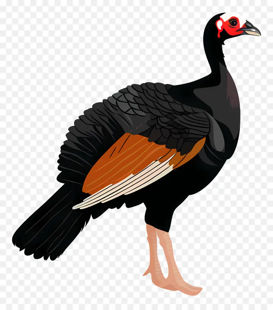 La Turquie，Oiseau PNG