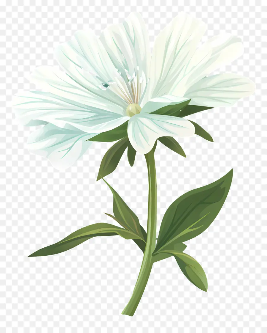 La Chicorée，Fleur Blanche PNG