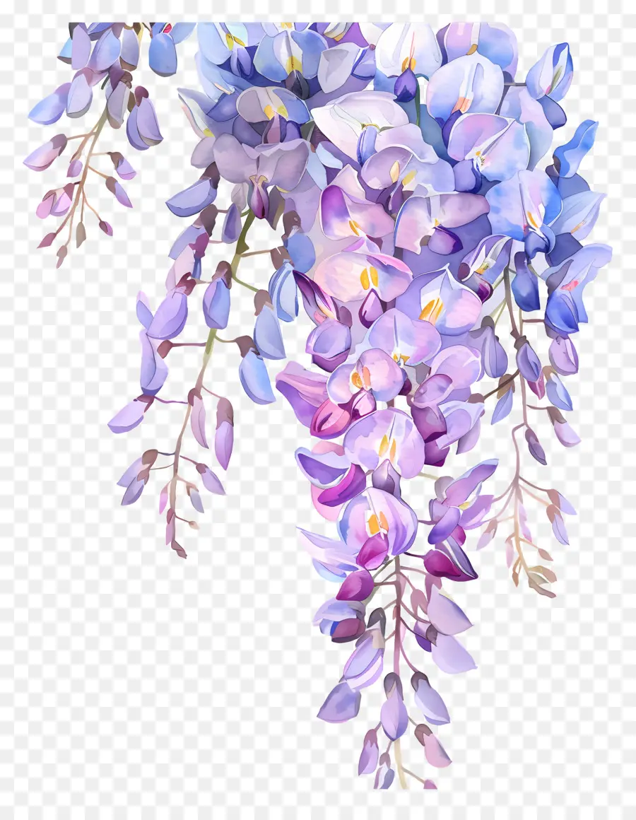 Fleur De Glycine，Aquarelle Wisteria PNG