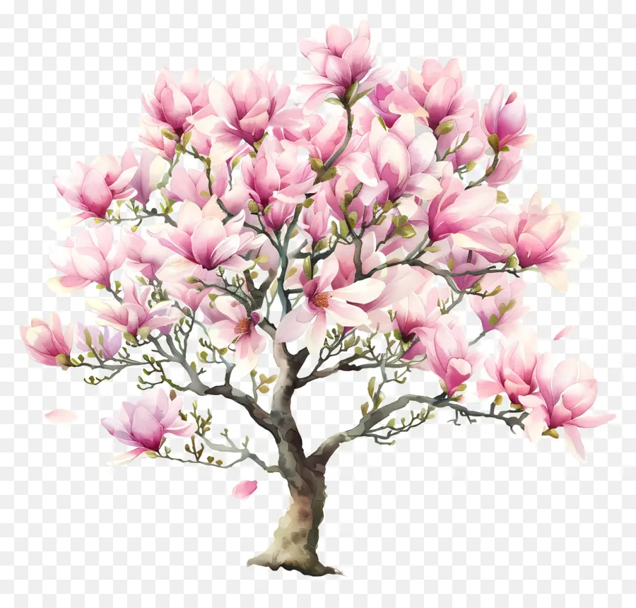 Magnolia，Arbre De Fleur De Cerisier PNG