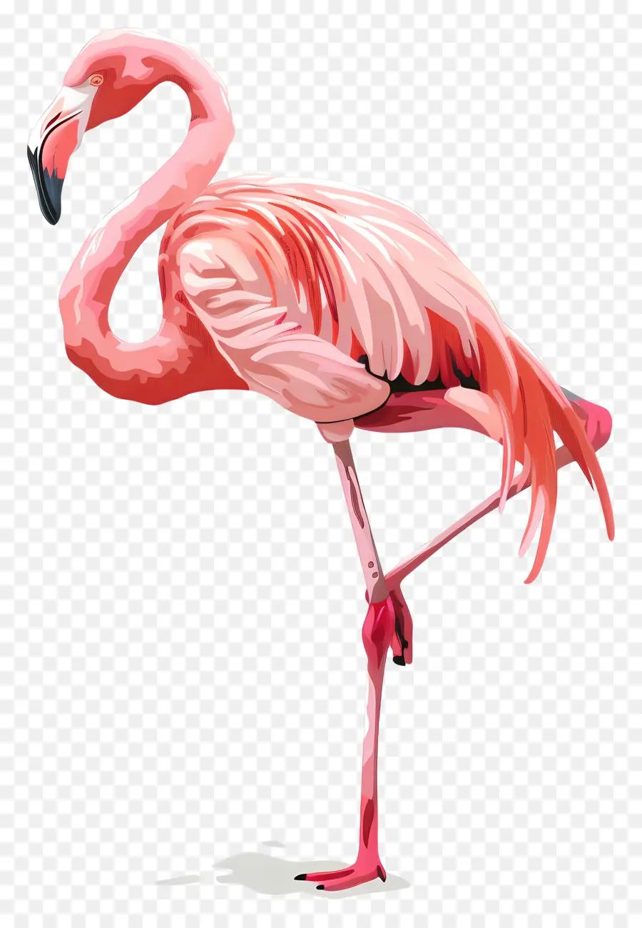 Flamingo，Flamant Rose PNG