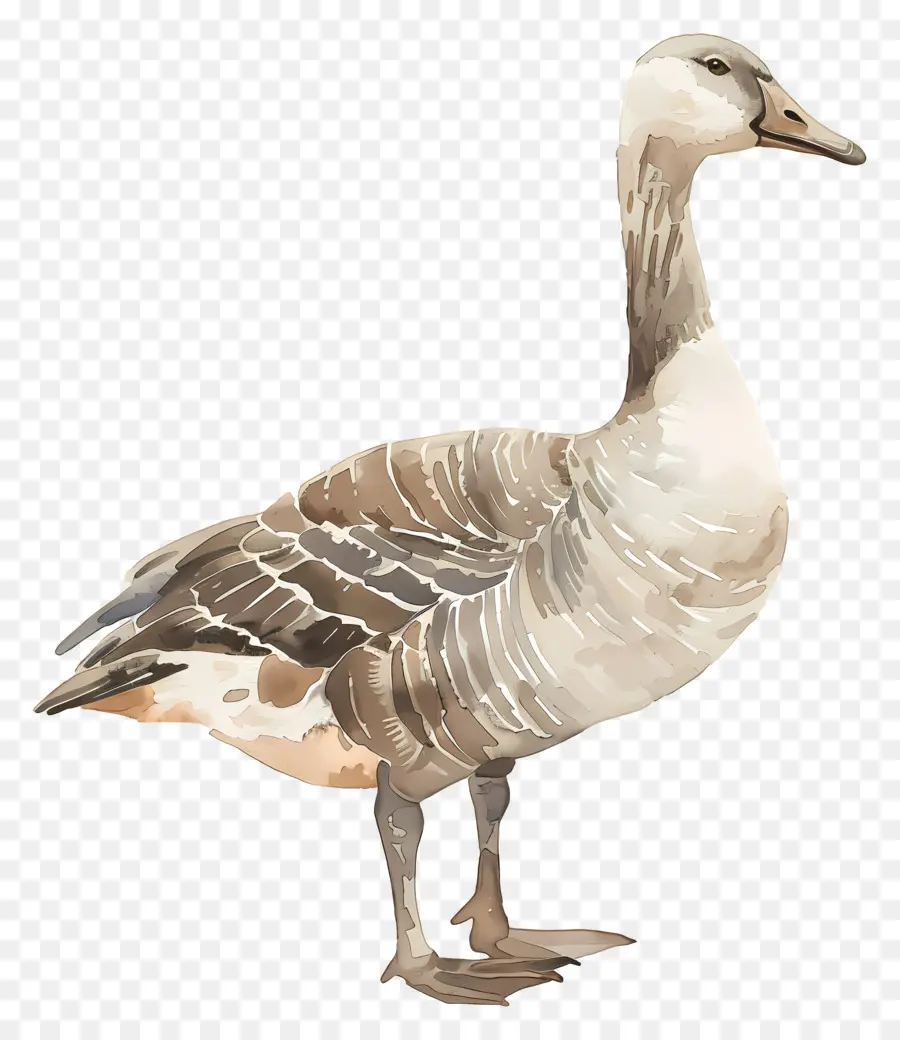 Oie，Grey Goose PNG