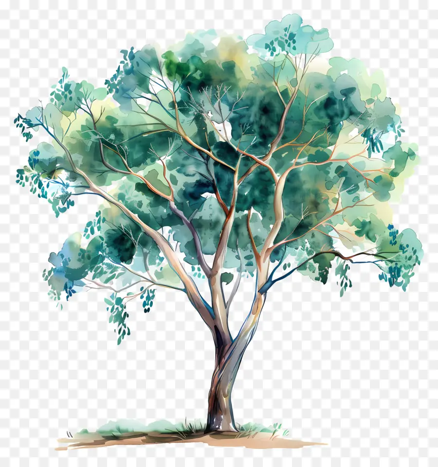Arbre D'eucalyptus，L'arbre De La Peinture PNG