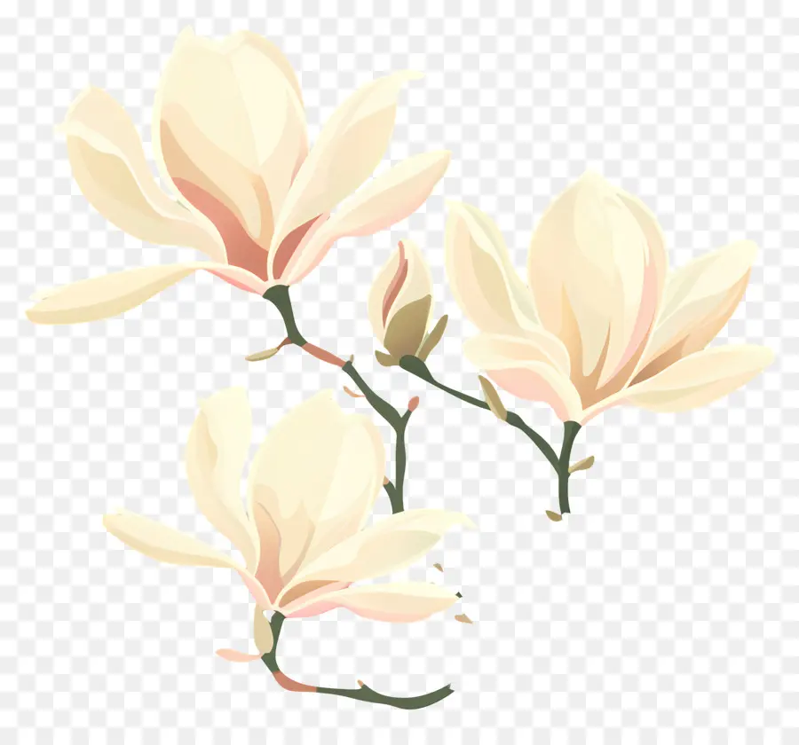 Magnolias，Fleurs De Magnolia PNG