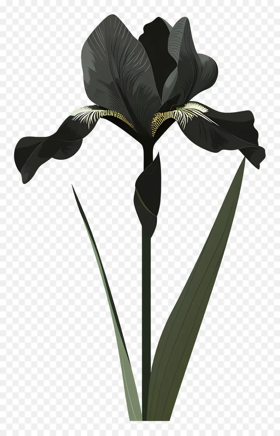 Iris，Iris Noir PNG