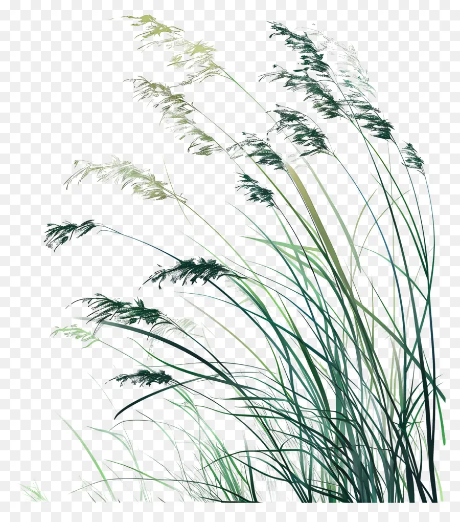 Herbe，Nature PNG