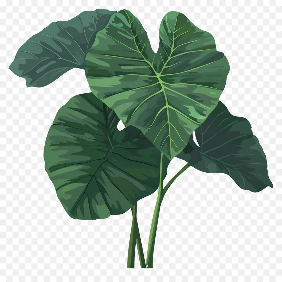 Taro，Feuilles Vertes PNG