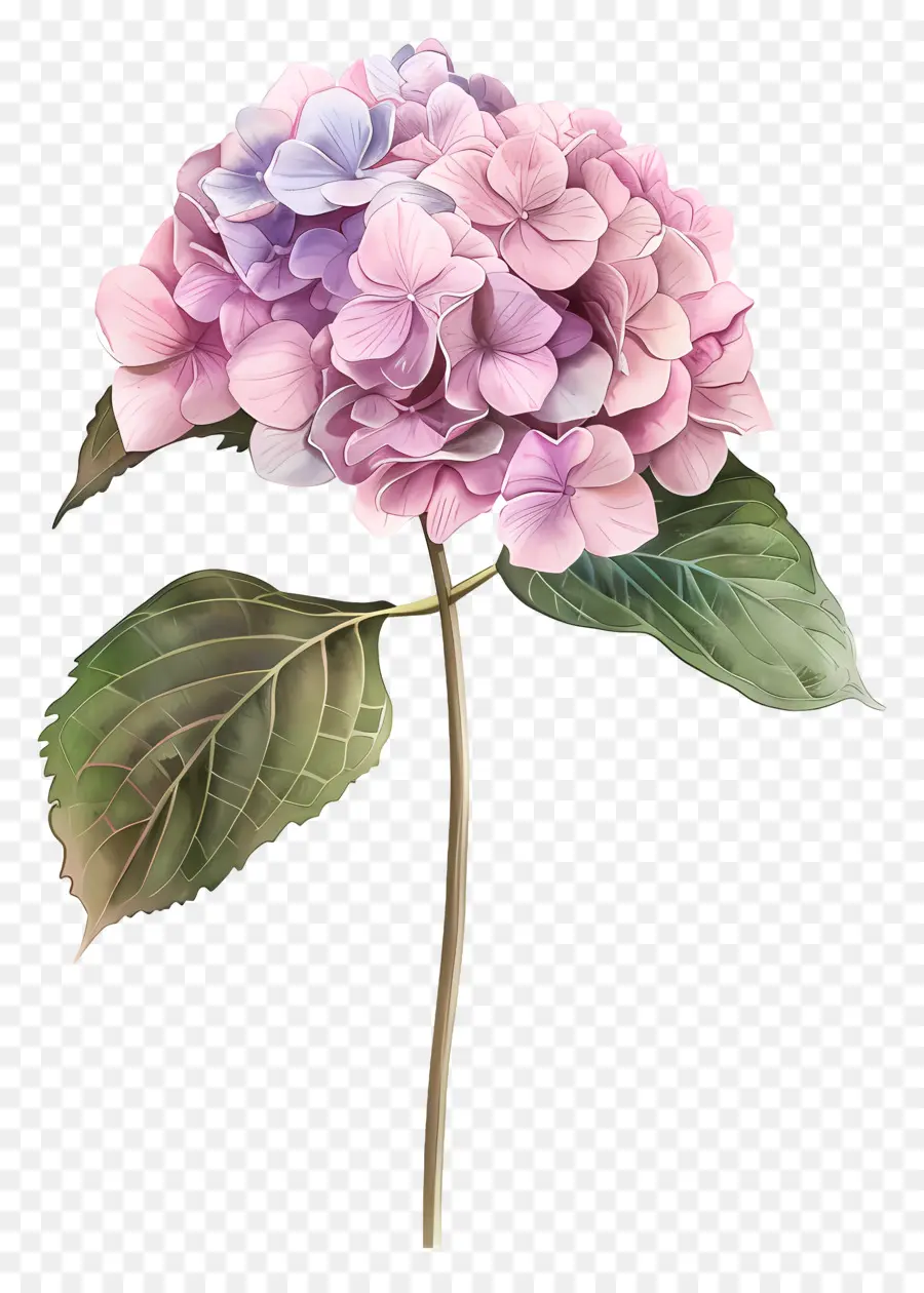 Rose Hortensia，Bouche De Rose PNG