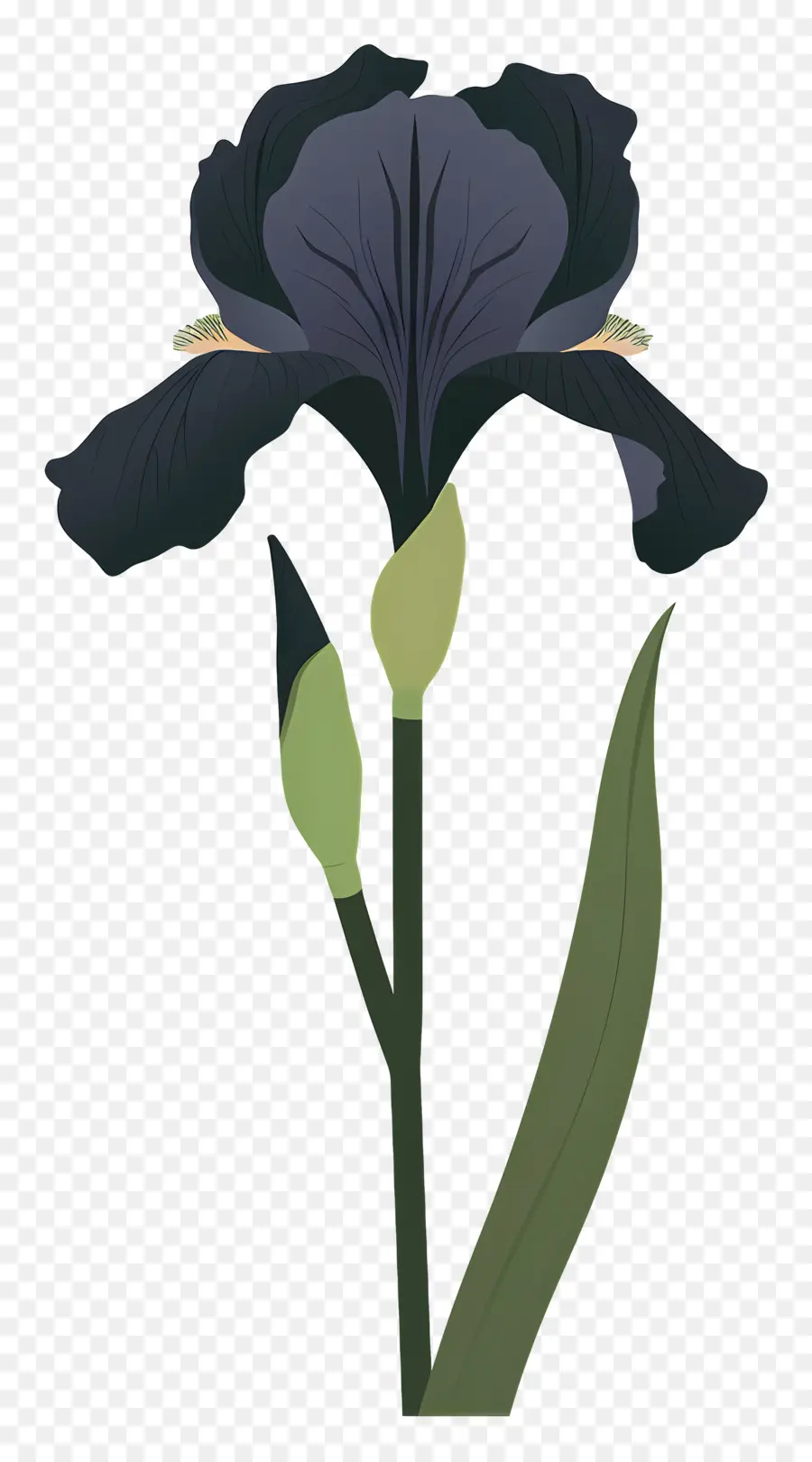 Iris，Iris Noir PNG