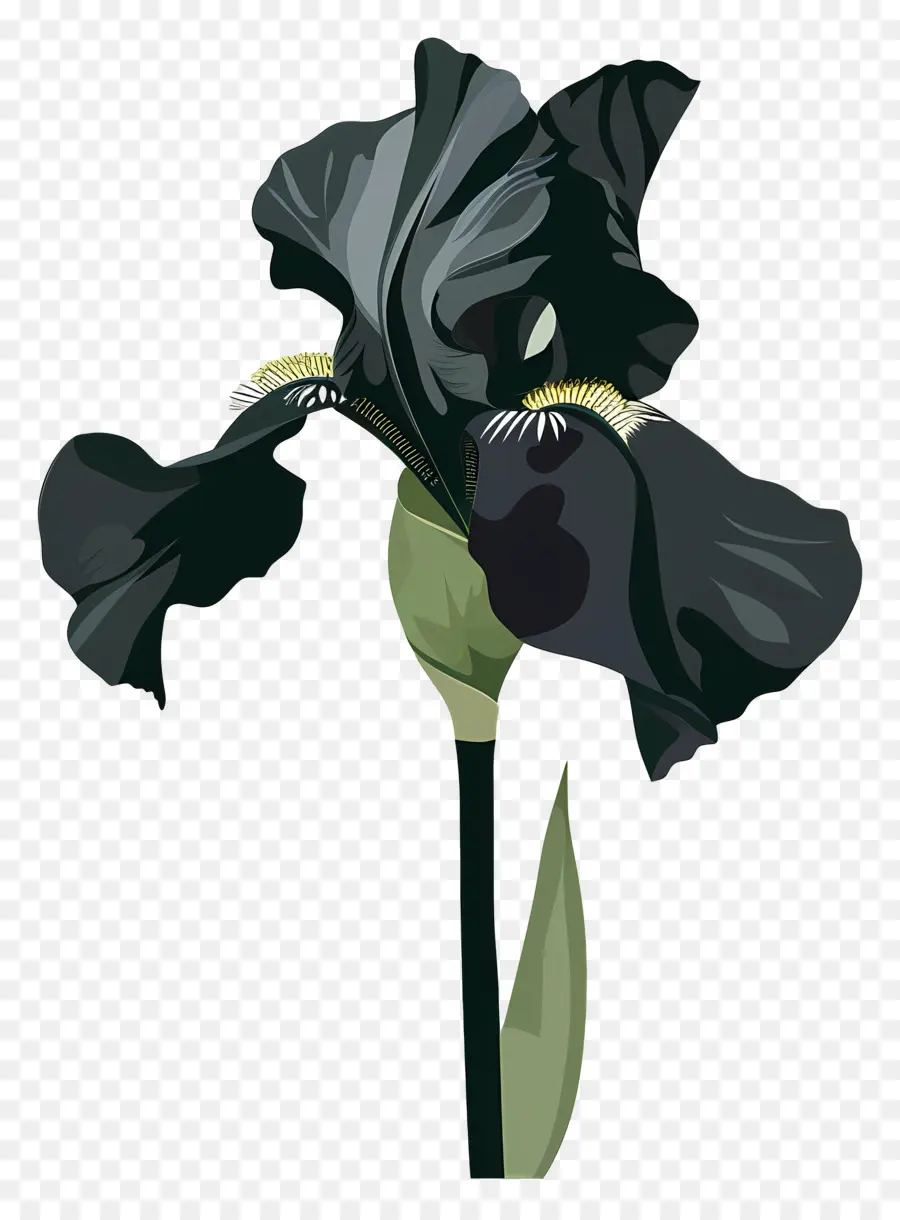Iris，Iris Noir PNG