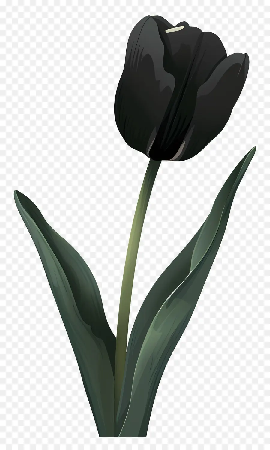 Les Tulipes，Tulipe Noire PNG