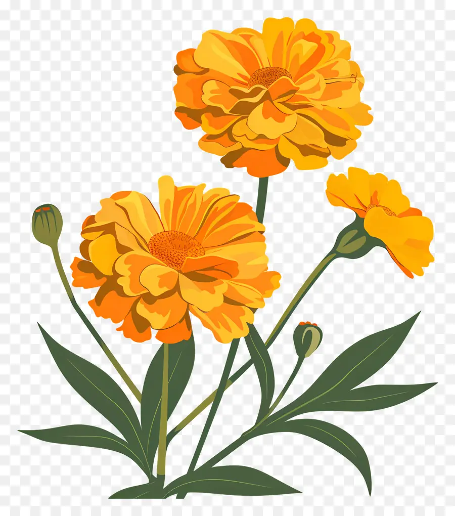 Soucis，Des Fleurs D'orange PNG