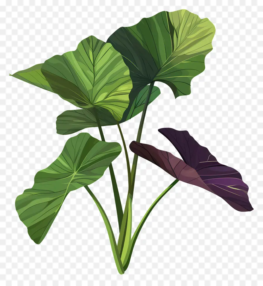 Taro，Plante Verte PNG