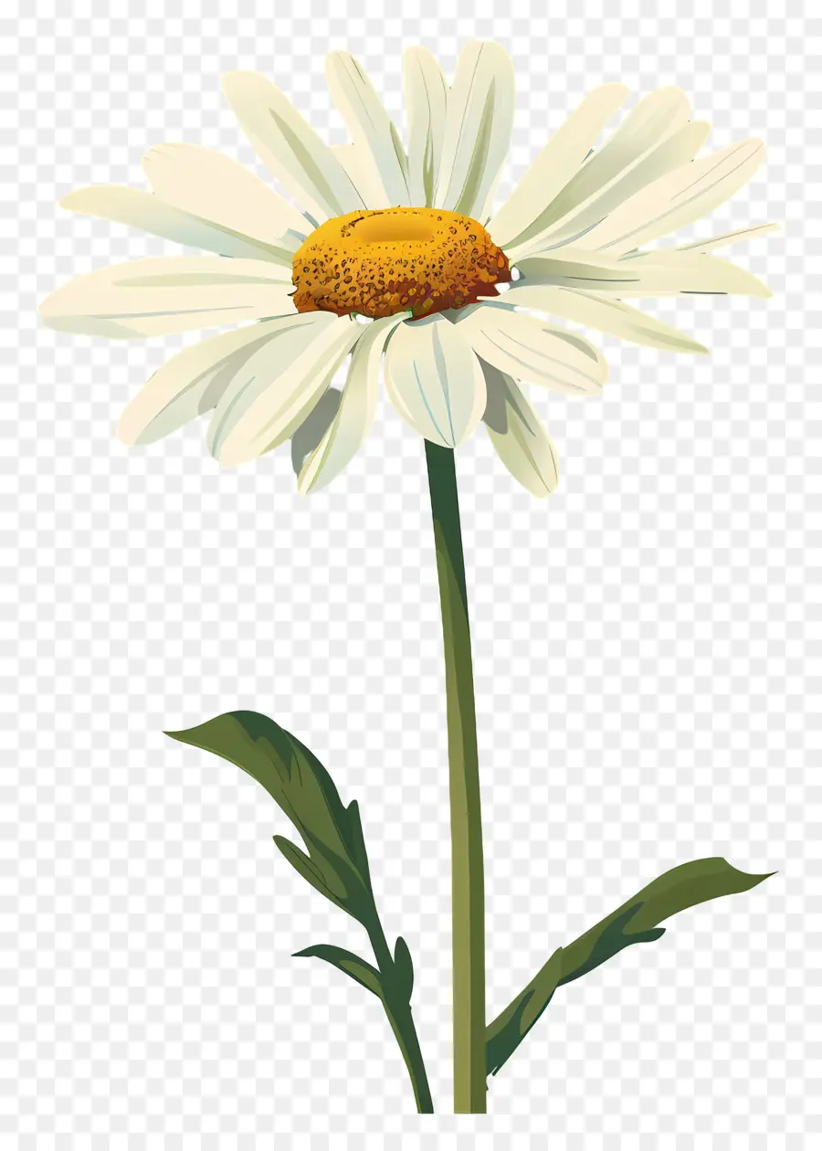 Marguerites，Daisy Blanche PNG