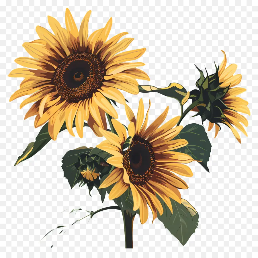 Tournesols，Jaune PNG