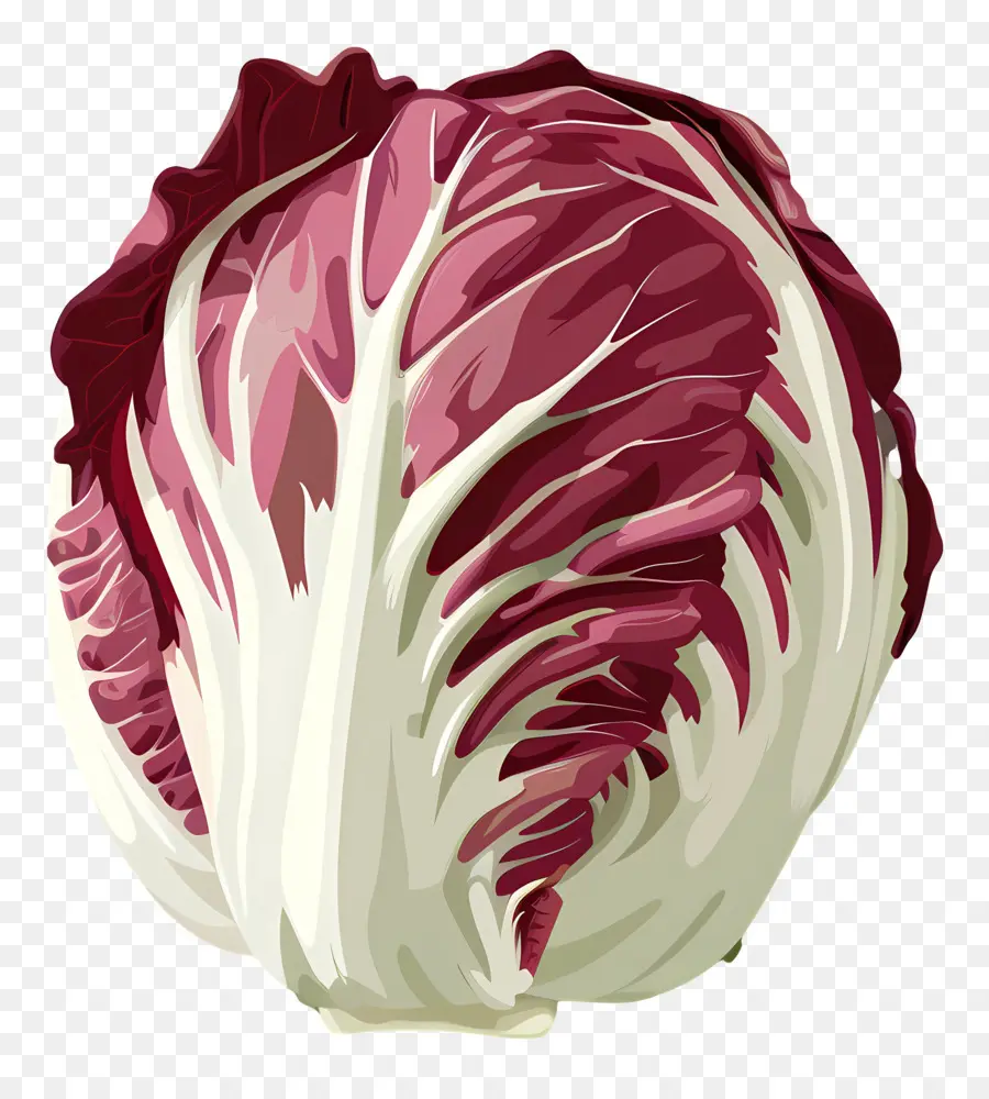 Radicchio，Chou Rouge PNG