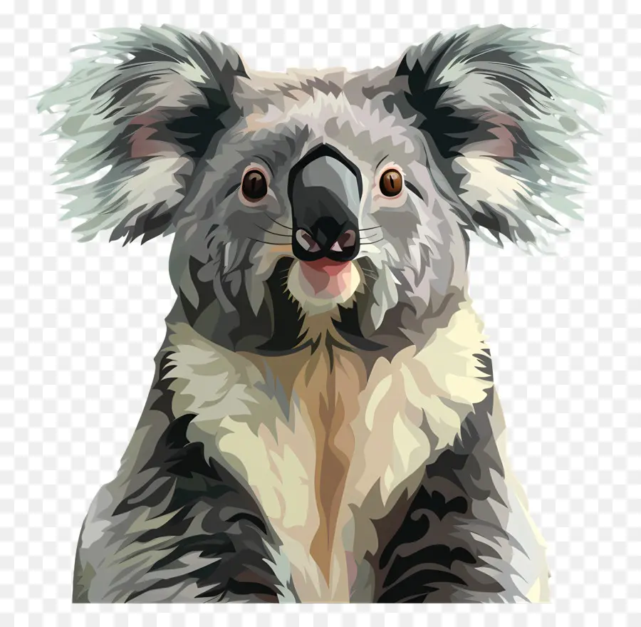 Koala，Ours De Koala PNG