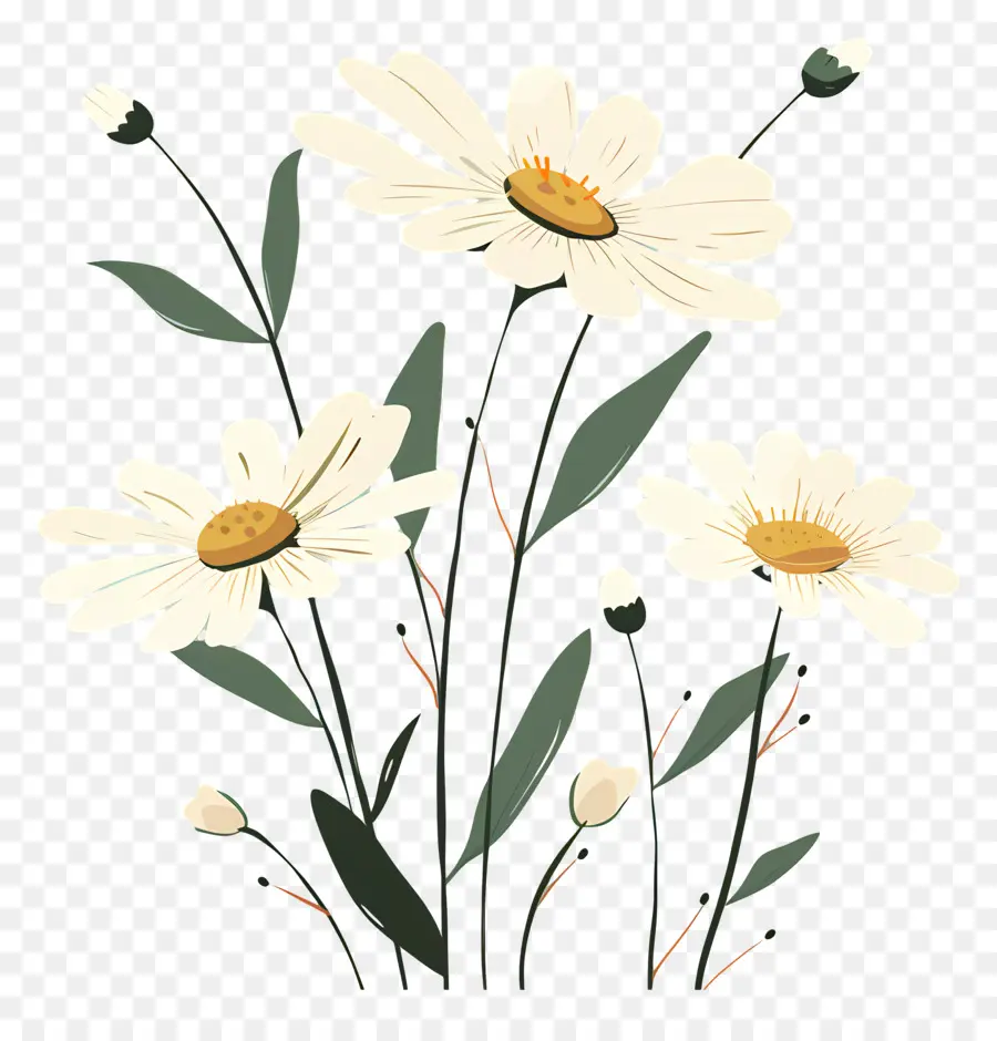 Marguerites，Floraison PNG