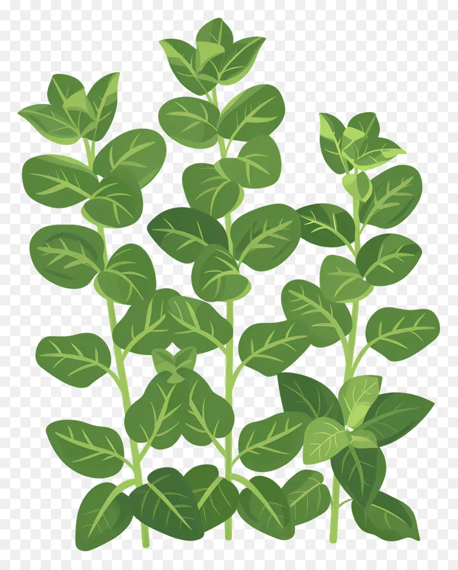 Herbes De Menthe，Plante à Feuilles Vertes PNG