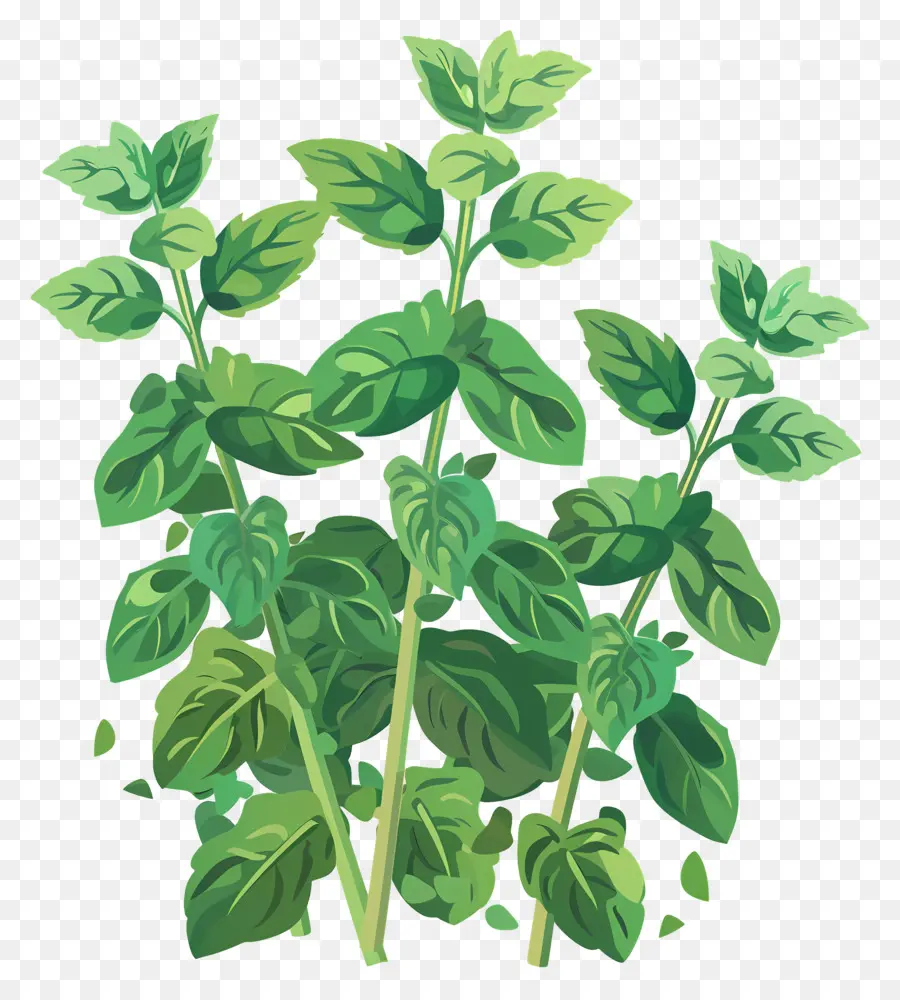 Herbes à La Menthe，Bush PNG