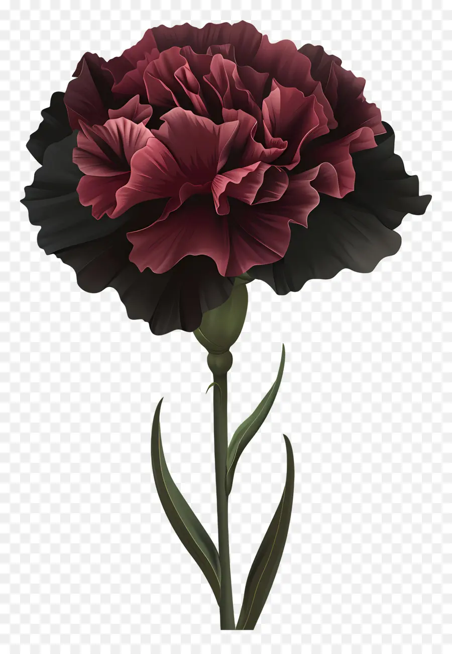 Oeillets，Fleurs Rouges PNG