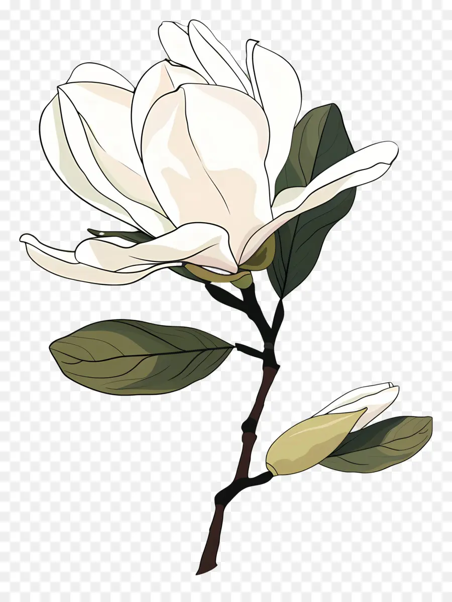 Les Magnolias，Fleur De Magnolia Blanche PNG