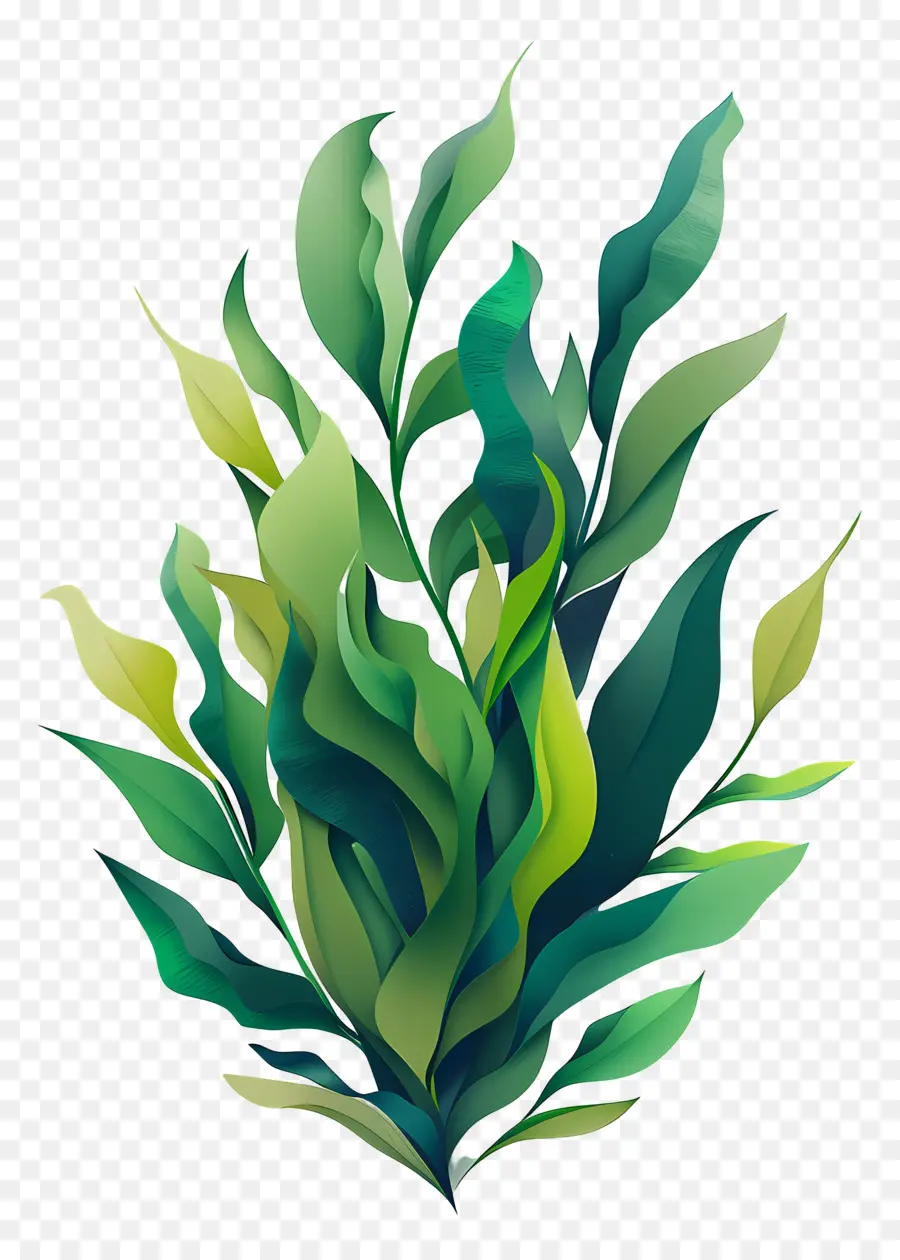 Varech，Plante Verte PNG