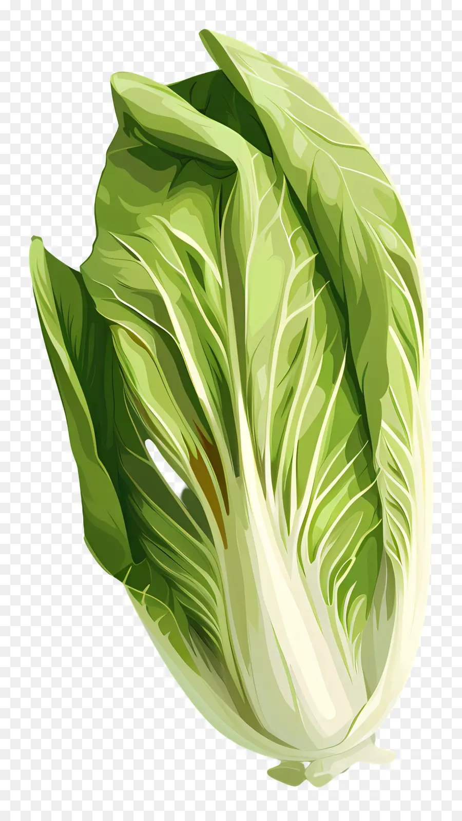 Endives，Laitue PNG