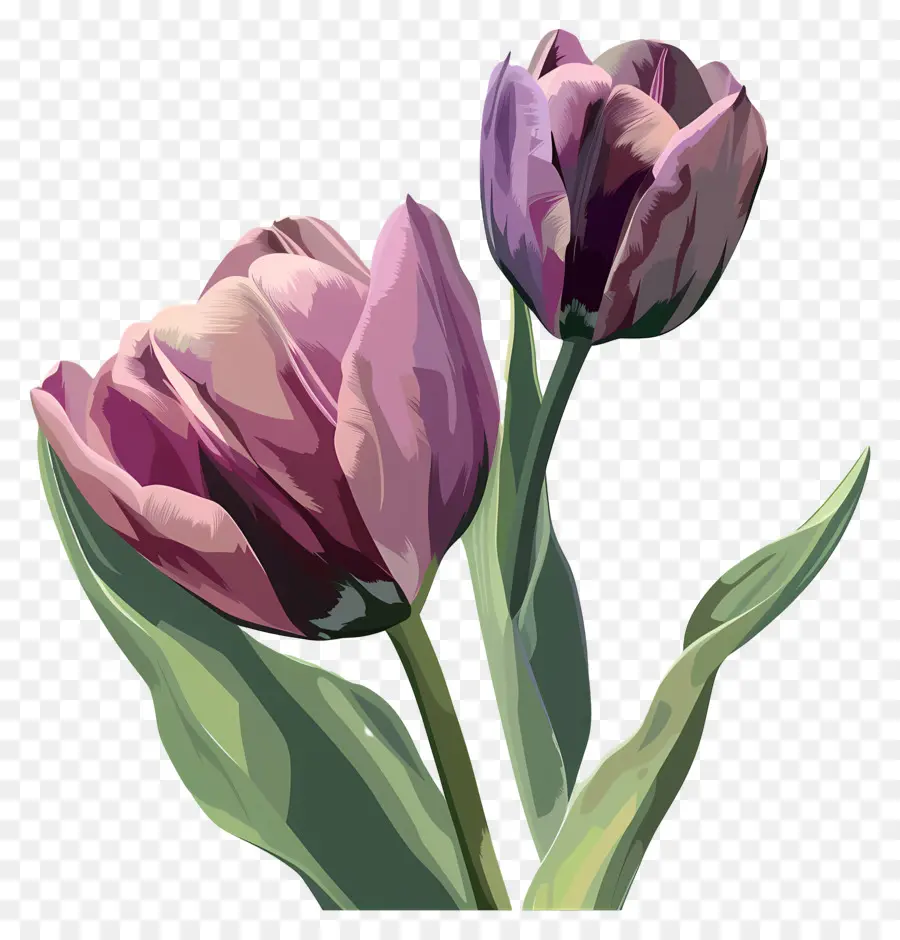 Les Tulipes，Violet Tulipes PNG