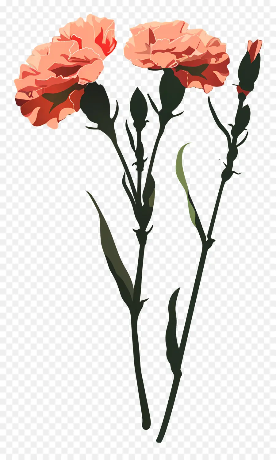 œillets，Des œillets Roses PNG