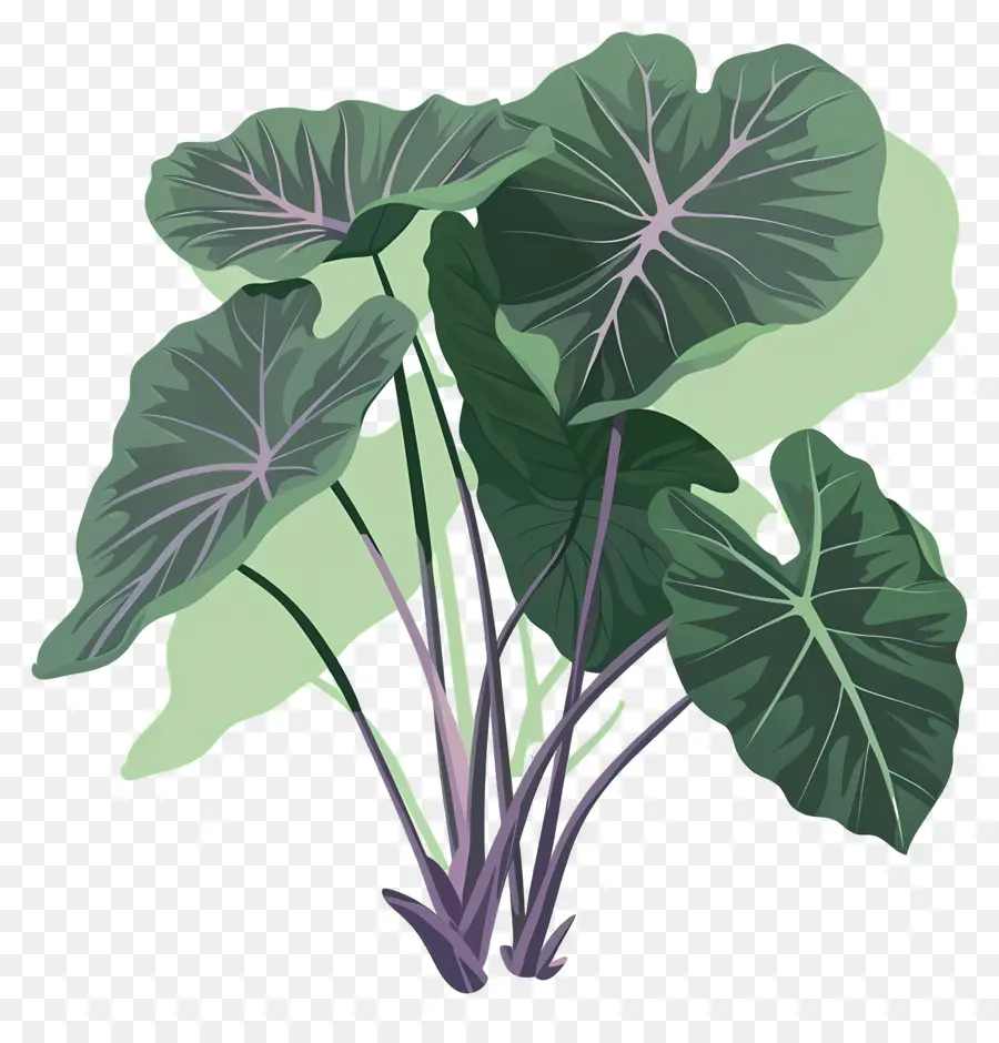 Taro，Plante Verte PNG