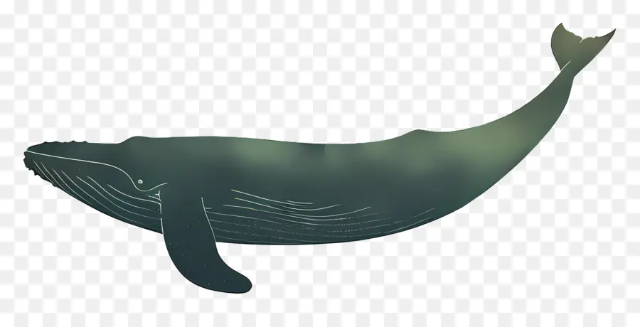 Baleine Bleue，Silhouette PNG