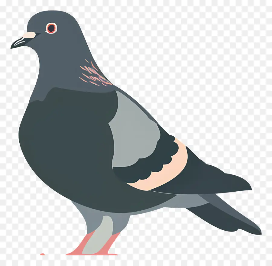 Pigeon，Pigeonnier PNG