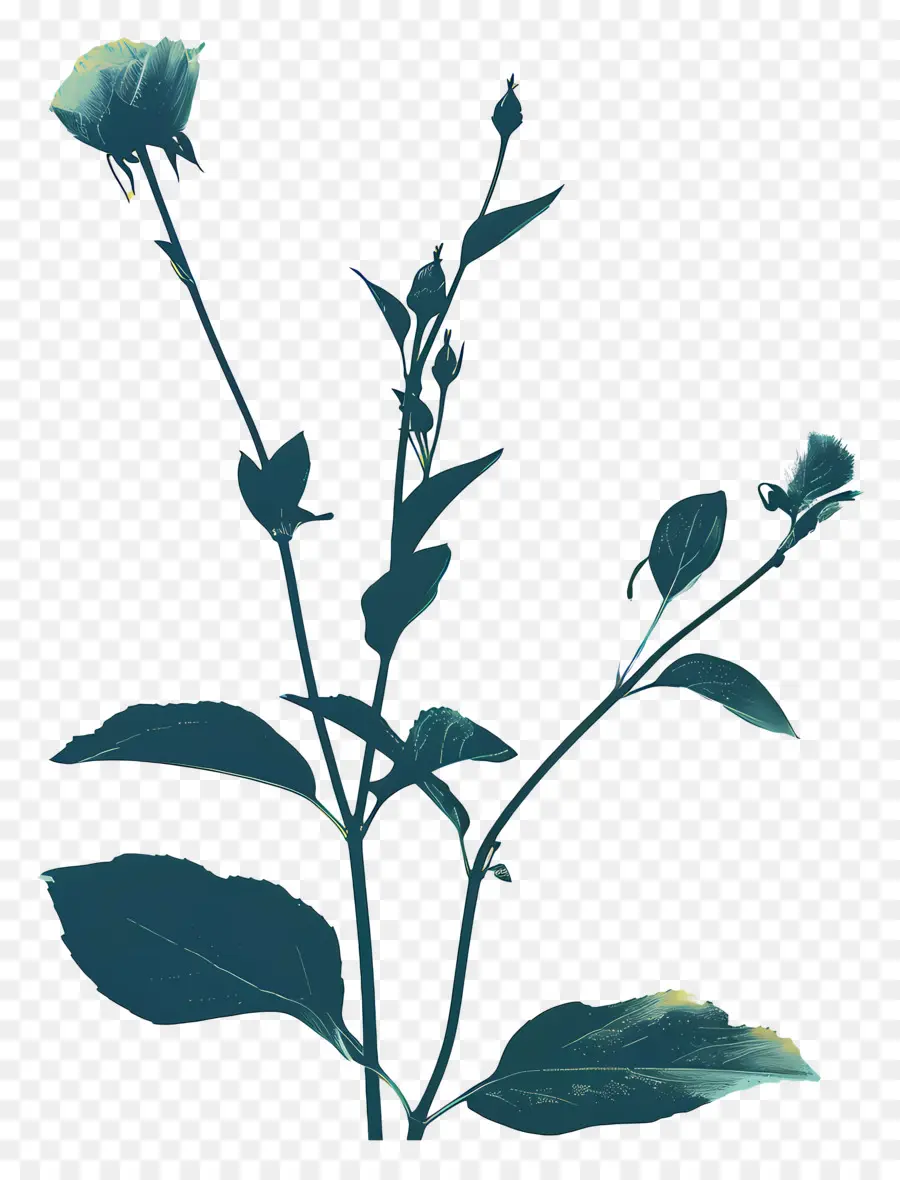 Fleur，Silhouette De Plante PNG