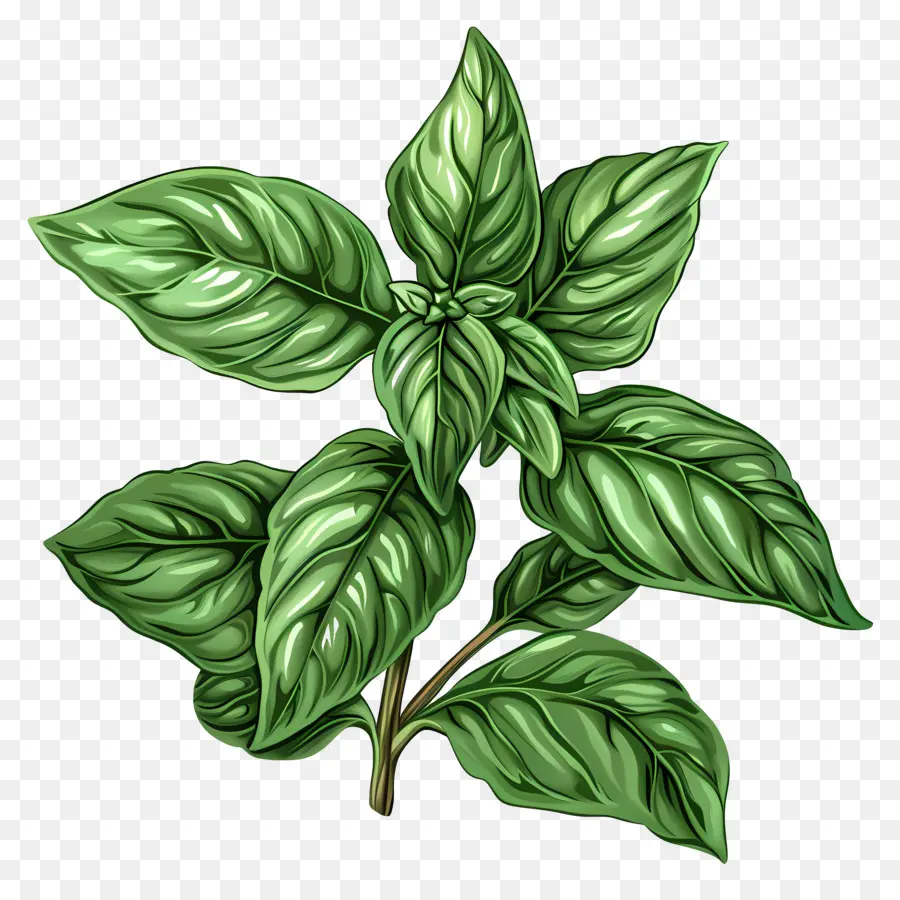 Herbes Basilicales，Plante Verte PNG