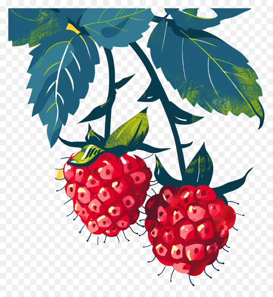 Framboises，Les Baies PNG