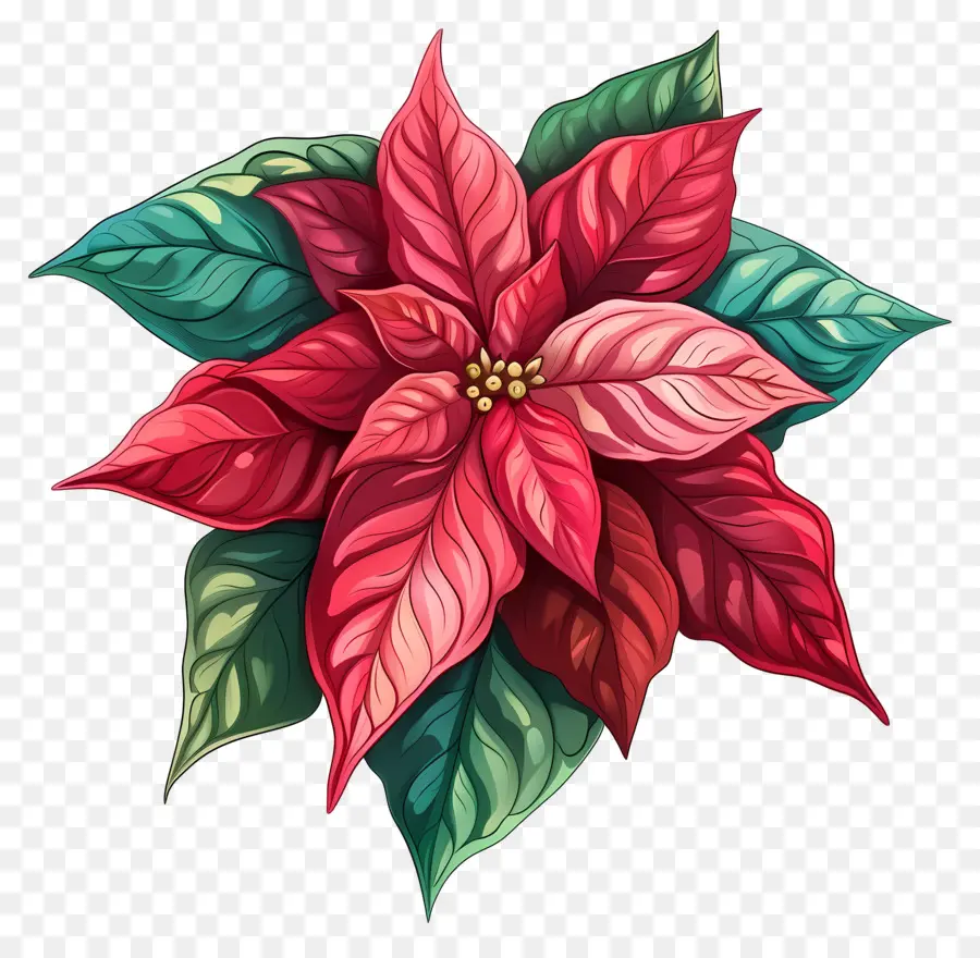 Poinsettia，Rouge PNG