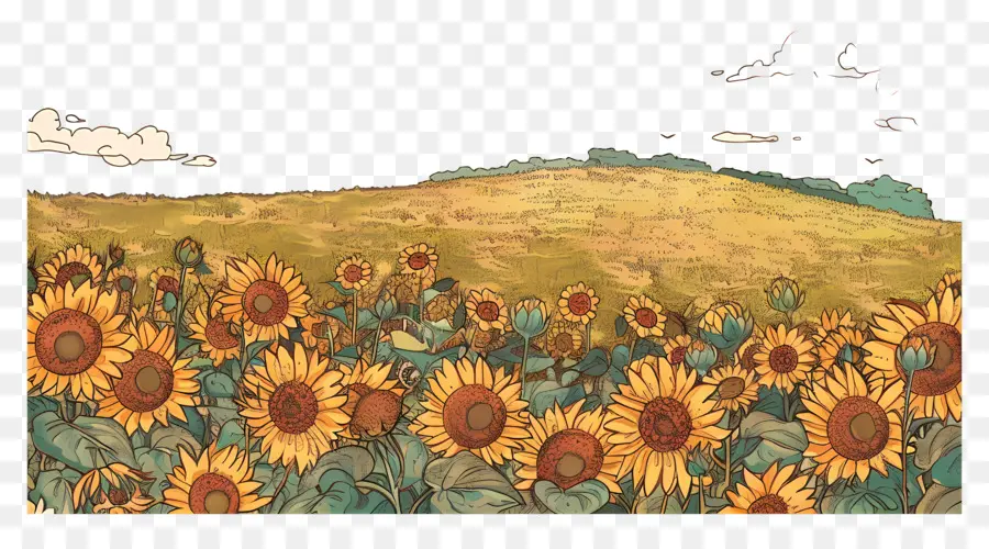 Champ De Tournesol，Tournesols PNG