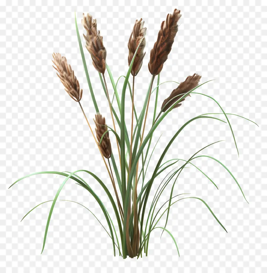 Reed，Roseaux PNG